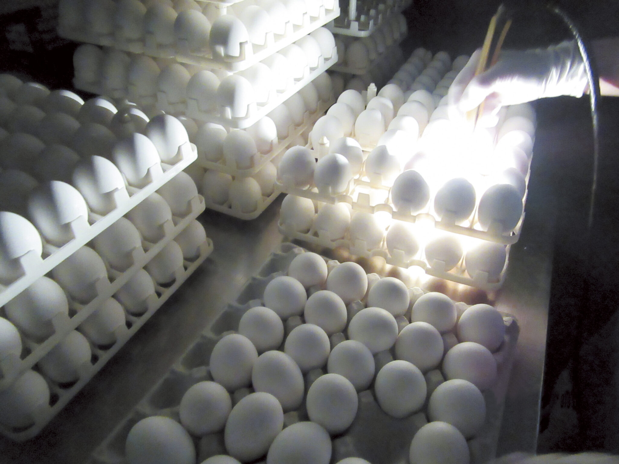 ブタンタン研究所は人間用の鳥インフルエンザワクチンを開発・生産する